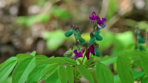 Spring pea Lathyrus vernus. Stock Footage 315218490