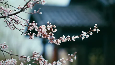 Spring Peach Blossom Close-up in China Park Stock Footage 256967390