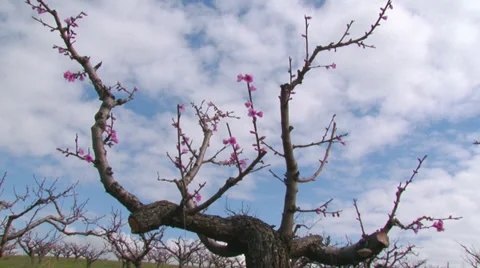 Spring peach blossom Stock Footage 31212706
