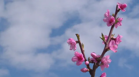 Spring peach blossom Stock Footage 31212740