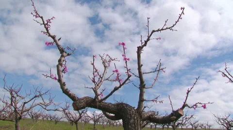 Spring peach blossom Stock Footage 31212841