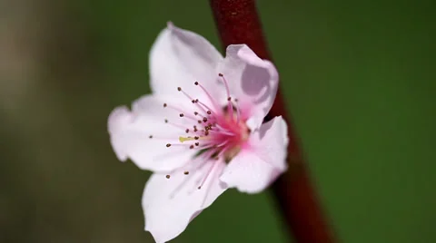 Spring peach blossom Stock Footage 35458844