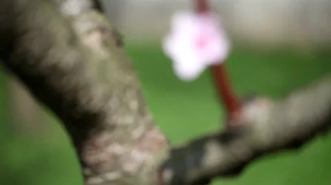 Spring peach blossom Stock Footage 35458845