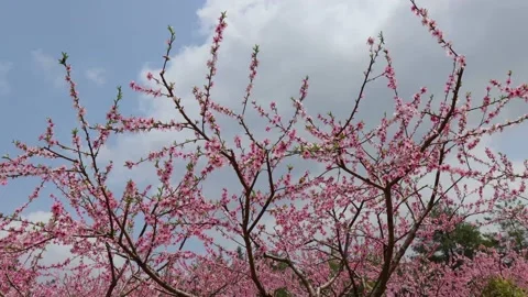 Spring peach blossom Stock Footage 172177506