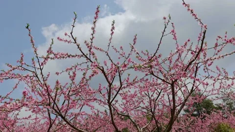 Spring peach blossom Stock Footage 172177523
