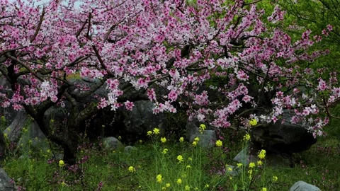 Spring peach blossom Stock Footage 172180457