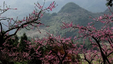 Spring peach blossom Video stock 172523169