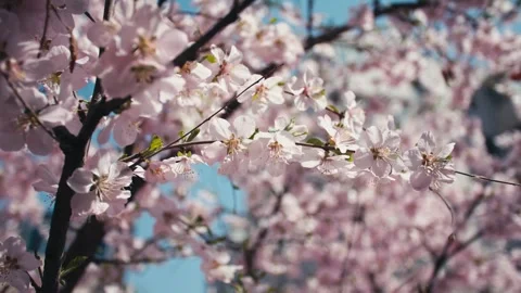 In spring, the peach blossoms are in full bloom and the sun is shining Stock-Footage 256900923