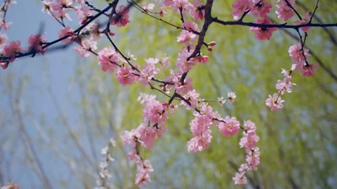 In spring, the peach blossoms are in full bloom, and spring is full of joy Vídeo Stock 256902178
