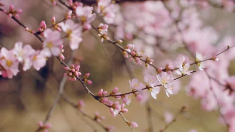In spring, the peach blossoms are in full bloom Video stock 256905776