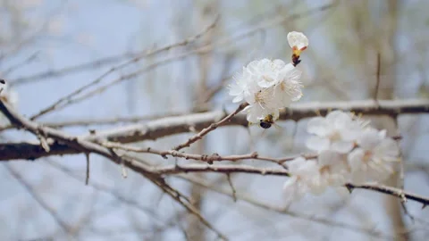 In spring, peach blossoms bloom in spring 動画素材 256902056