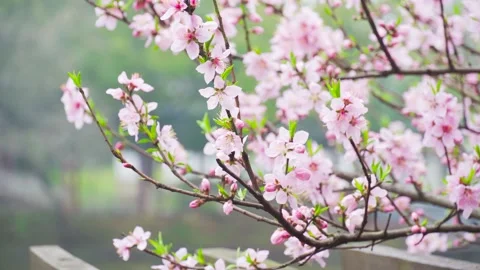 Spring Peach Blossoms Blooming in Gentle Rain Within a Serene Garden Setting Stock Footage 342002399