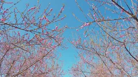 Spring Peach Blossoms Blooming Under Clear Blue Sky 4K Stock Footage 319828499