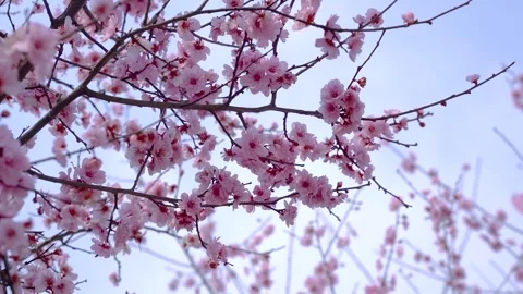 Spring Peach Blossoms With Soft Light 4K Closeup Video stock 341860005