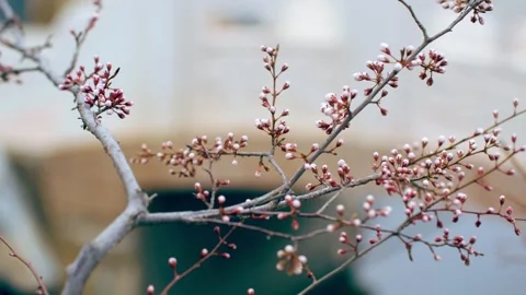 Spring peach blossoms wait to bloom Stock Footage 256980501