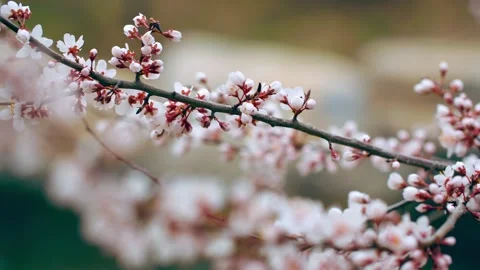 In spring, the peach tree blooms 動画素材 256980193