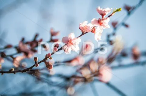 Spring peach tree blossom Stock Photos