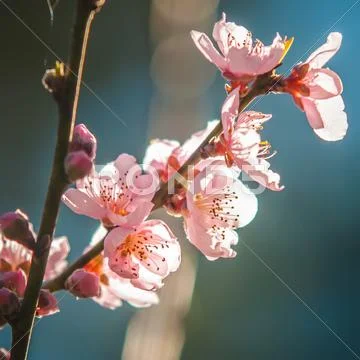 Spring peach tree blossom Stock Photos