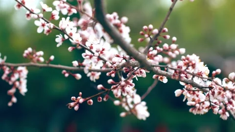 Spring peach tree peach blossom in Chinese courtyard Video stock 256982917
