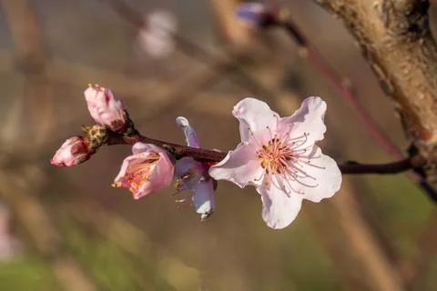 In spring, peach trees also have peach blossoms. Stock Photos