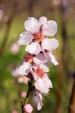 In spring, peach trees also have peach blossoms. Stock Photos