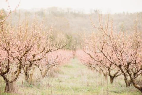 Spring peach trees garden. Stock Photos