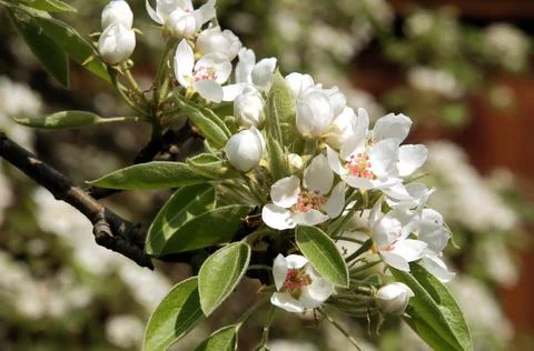 Spring pear blossom Stock Photos
