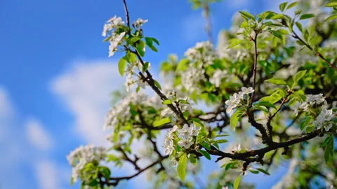 Spring pear blossoms against clear blue sky Stock-Footage 333147512
