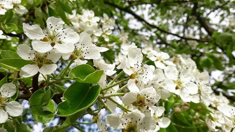 Spring. pear blossoms. bees pollinate flowers Stock Footage 154539227
