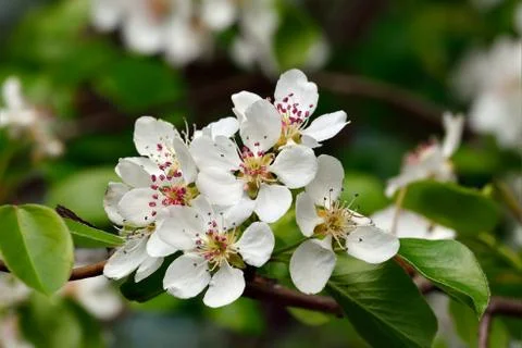 Spring. Pear blossoms Stock Photos
