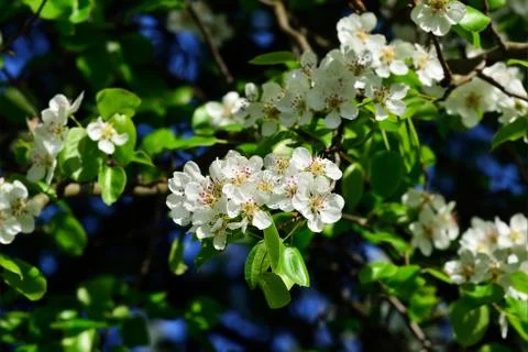 Spring. Pear blossoms Stock Photos