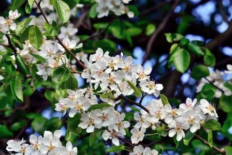 Spring. Pear blossoms Stock Photos