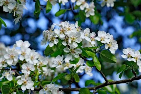 Spring. Pear blossoms Stock Photos
