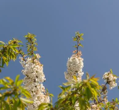 Spring pear branches full of blooming flowers against the sky Stock Photos