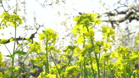 Spring, pear flowers, cauliflower blooming, beautiful pastoral scenery. Stock Footage 153399990