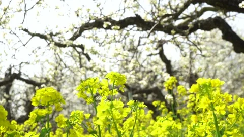 Spring, pear flowers, cauliflower blooming, beautiful pastoral scenery. Stock Footage 153400538