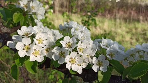 Spring pear tree, blossom branches, against blue sky Stock Footage 129849086