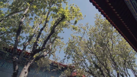 In spring ，Pear trees and pear blossoms in Matsu Temple，China Tinjin Stock Footage 140862785