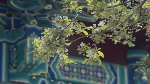 In spring ，Pear trees and pear blossoms in Matsu Temple，China Tinjin Stock Footage 140864010