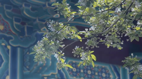 In spring ，Pear trees and pear blossoms in Matsu Temple，China Tinjin Stock Footage 140864398