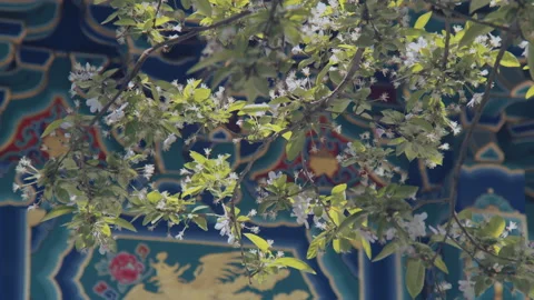 In spring ，Pear trees and pear blossoms in Matsu Temple，China Tinjin Stock Footage 140864812