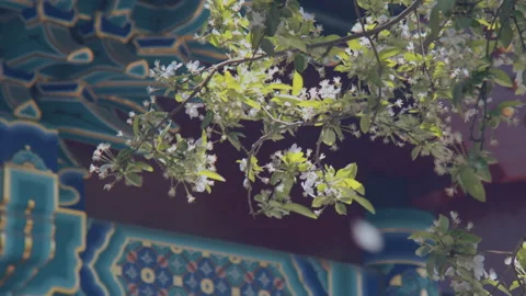 In spring ，Pear trees and pear blossoms in Matsu Temple，China Tinjin Stock Footage 140865102