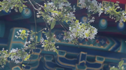 In spring ，Pear trees and pear blossoms in Matsu Temple，China Tinjin Stock Footage 140865554