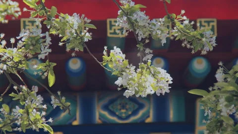 In spring ，Pear trees and pear blossoms in Matsu Temple，China Tinjin Stock Footage 140866790
