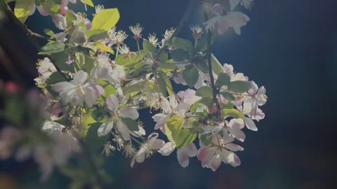 In spring ，Pear trees and pear blossoms in Matsu Temple，China Tinjin Stock Footage 140867468