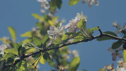 In spring ，Pear trees and pear blossoms in Matsu Temple，China Tinjin Stock Footage 140868044
