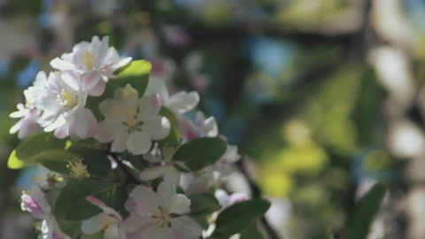 In spring ，Pear trees and pear blossoms in Matsu Temple，China Tinjin Stock Footage 140868758