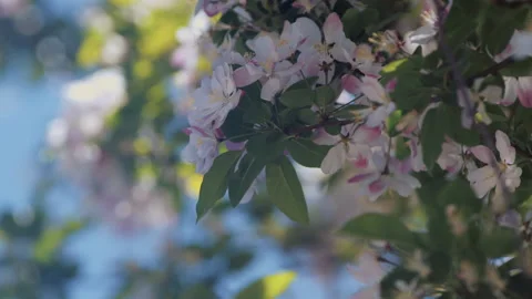 In spring ，Pear trees and pear blossoms in Matsu Temple，China Tinjin Stock Footage 140869261