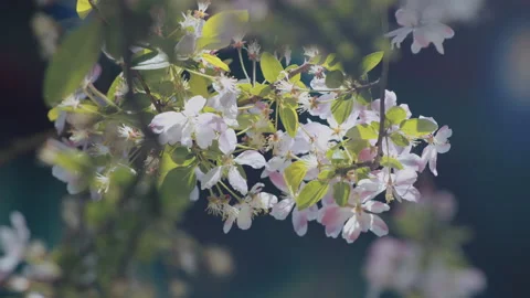 In spring ，Pear trees and pear blossoms in Matsu Temple，China Tinjin Stock Footage 140870235
