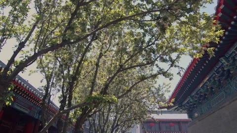 In spring ，Pear trees and pear blossoms in Matsu Temple，China Tinjin Stock Footage 140872444